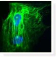 형광 이미지 분석 (Fluorescence Image Analysis)